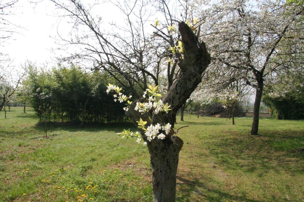 Agriturismo Corte San Girolamo 만토바 외부 사진